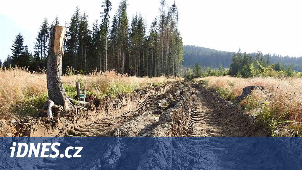 Těžba dřeva podle aktivistů ničí Jeseníky, mluví o hře bez pravidel