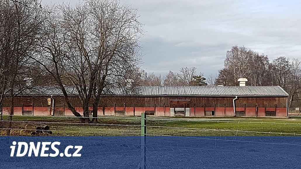 Jihočeské husy dostaly jako první chovné v ČR vakcínu proti ptačí chřipce