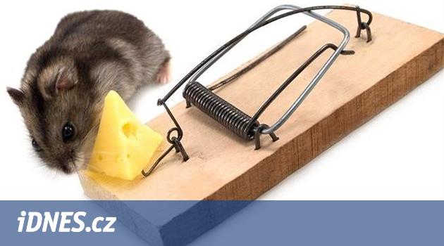 Chytanie myší a hlodavcov