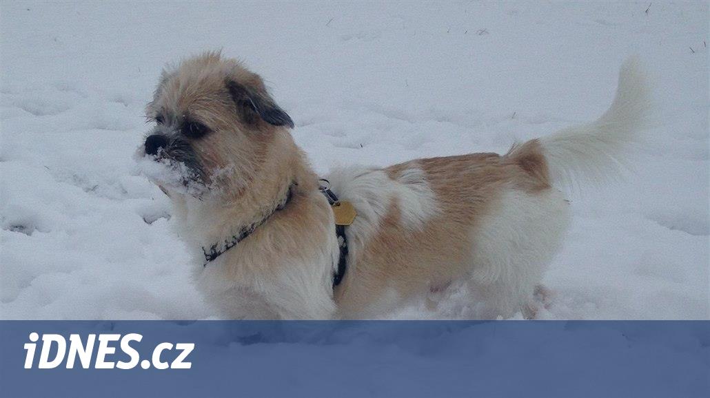 Na Plzeňsku zabila psa jedovatá návnada, traviče hledá policie