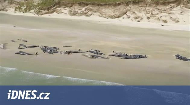 Na pláži na jihu Nového Zélandu uhynulo všech 145 uvázlých kulohlavců