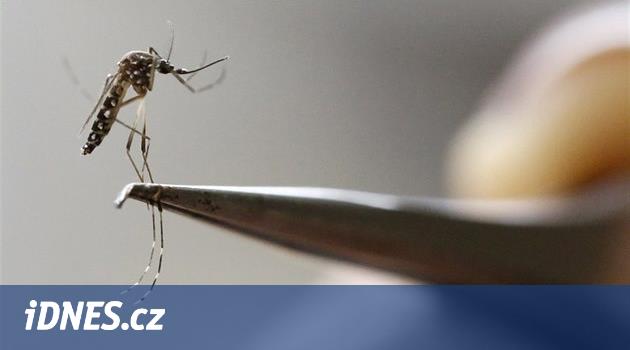 Floridské ostrovy cíleně zaplaví 750 milionů geneticky upravených komárů