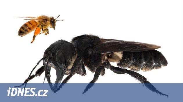 Největší včela světa se schovávala 38 let. Teď ji objevili v Indonésii