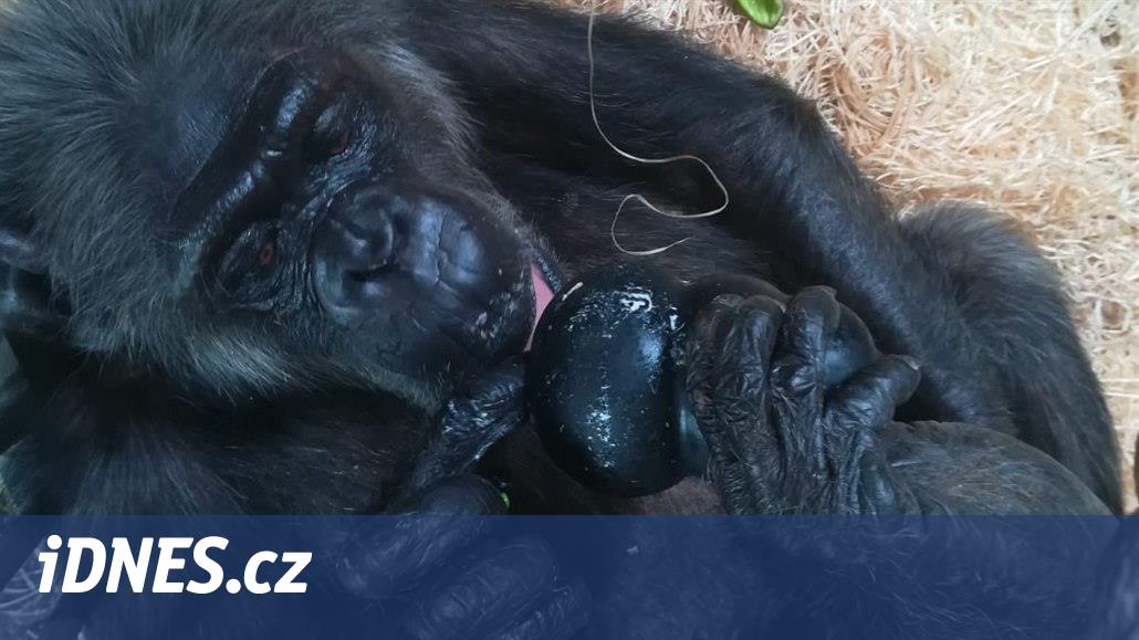 VIDEO: Šimpanzice z Dvora Králové přišla o ledvinu a ochrnula. Už cvičí