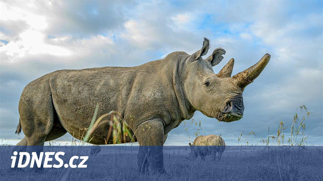 Vědci vyvinuli třetí embryo vymírajících nosorožců, pohrobka samce ze Dvora