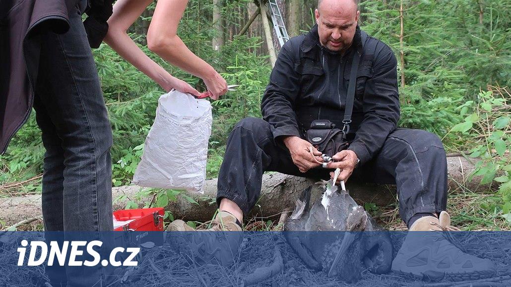 Čapí mládě z Česka při vichřici málem uhynulo, letos doletělo do Izraele